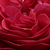 Rojo - Rosas Grandiflora - Floribunda  - Pompadour Red